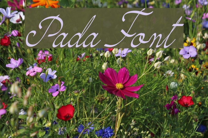 Pada Font examples