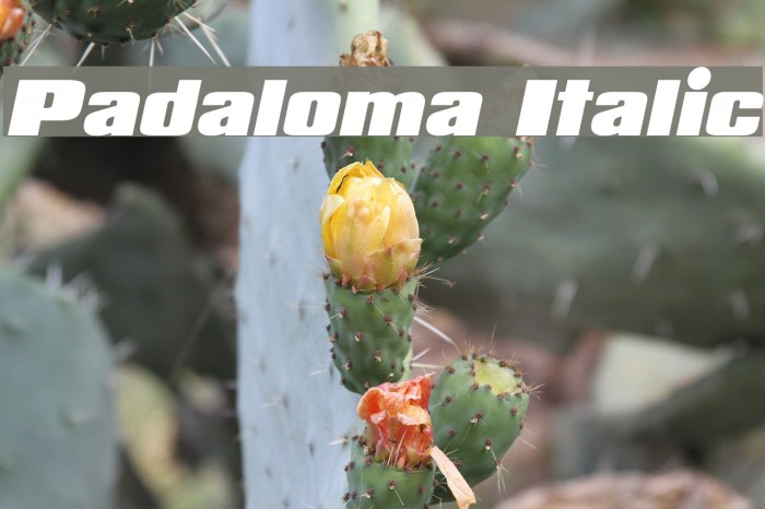 Padaloma Italic Font examples