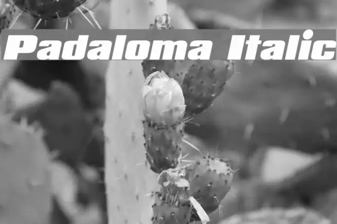 Padaloma Italic Font examples