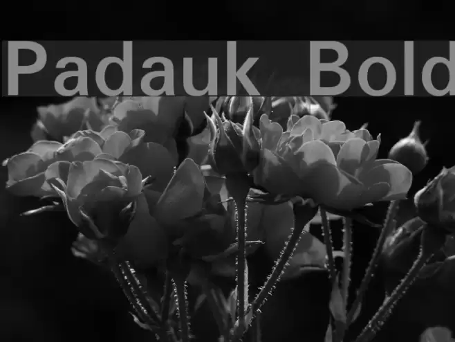 Padauk Bold Font examples