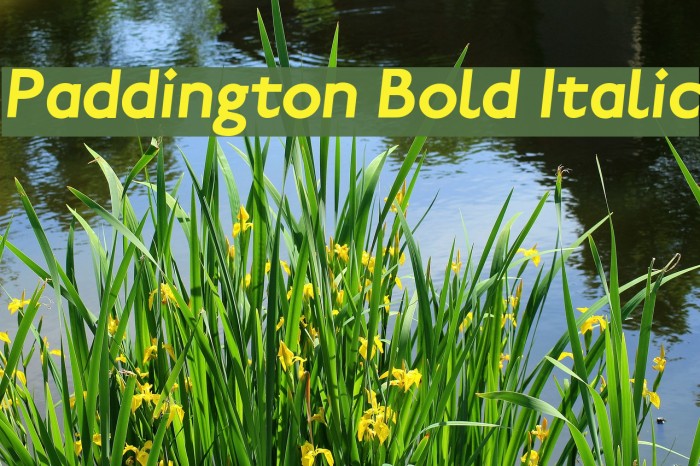 Paddington Bold Italic Font examples