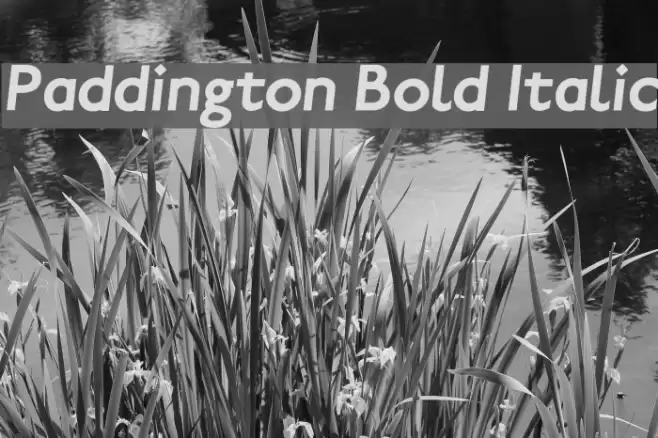 Paddington Bold Italic Polices examples