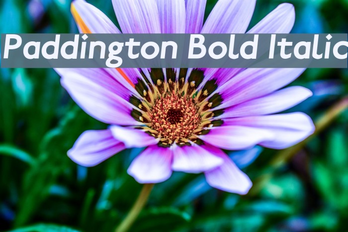 Paddington Bold Italic Font examples