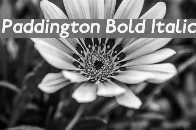 Paddington Bold Italic Polices examples