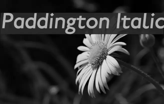 Paddington Italic Font examples