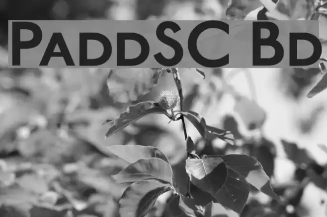 PaddingtonSC Bold Font examples