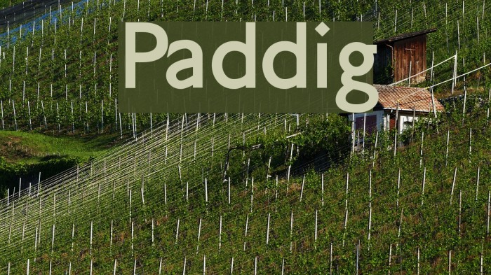 Paddington Font examples
