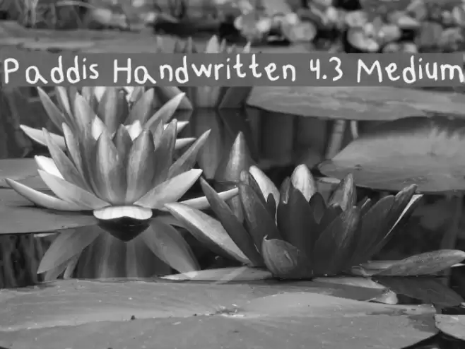 Paddis Handwritten 4.3 Medium Font examples
