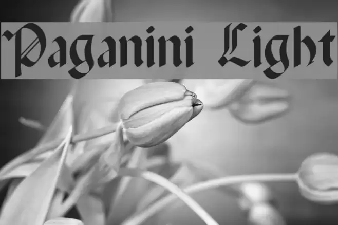 Paganini Light Font examples