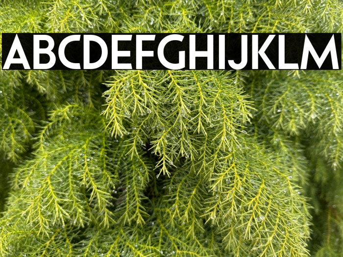 Pages Grotesque Demo Bold Example 3