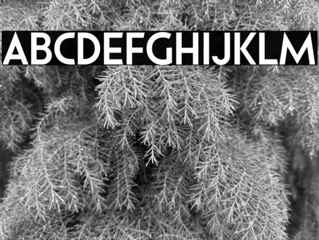 Pages Grotesque Demo Bold Font examples