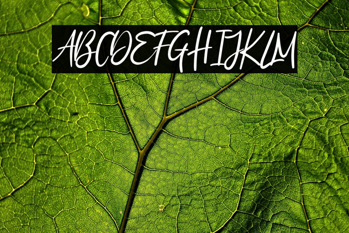 Pagi Senja Example 3