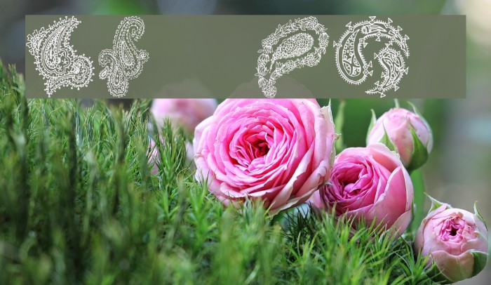 Paisley II Font examples