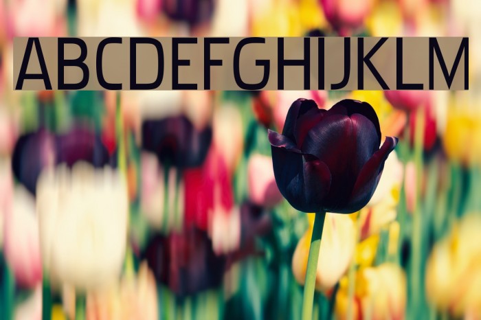 Pakenham Free Font examples