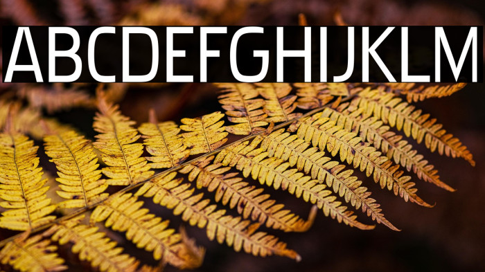 PakenhamRg-Regular Example 3