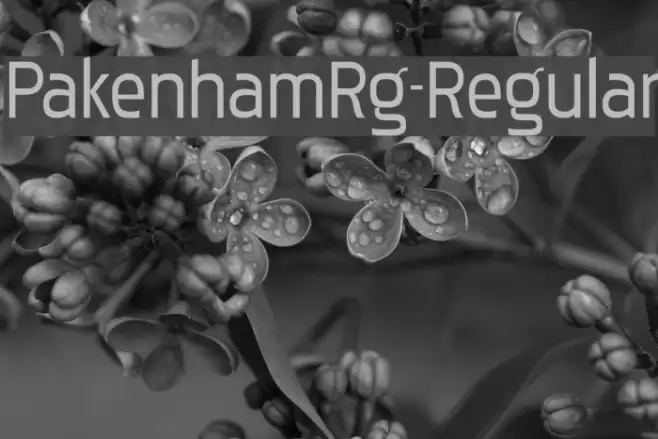 PakenhamRg-Regular Font examples