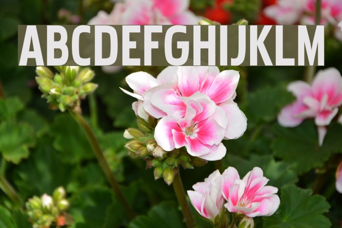 Pakenham Font examples