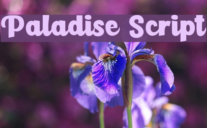 Paladise Script Example 3