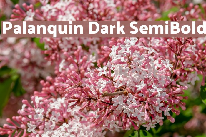 Palanquin Dark SemiBold Font examples
