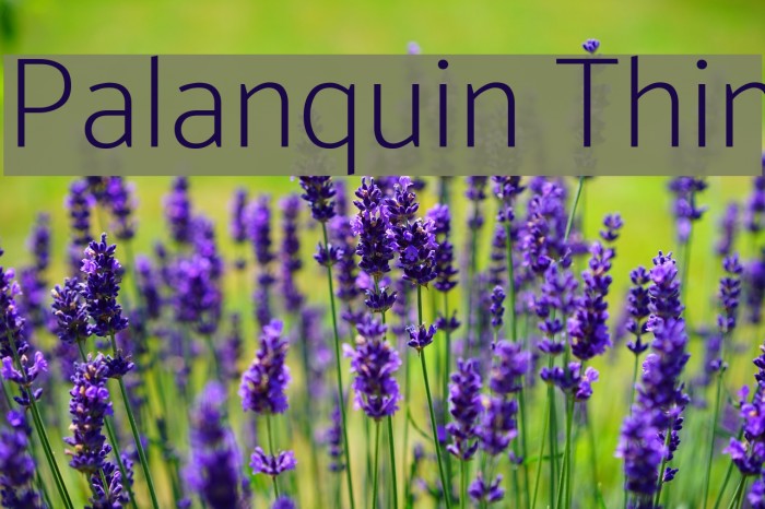 Palanquin Thin Font examples