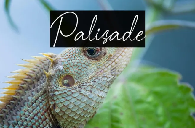 Palisade Example 3