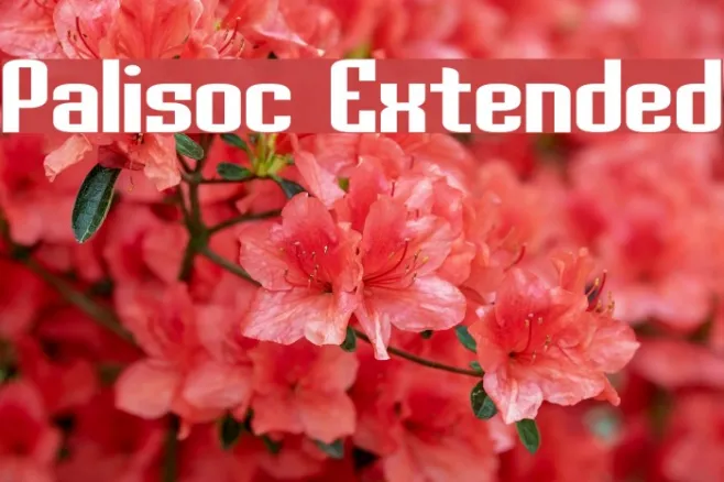 Palisoc Extended Example 2