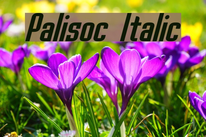 Palisoc Italic Font examples