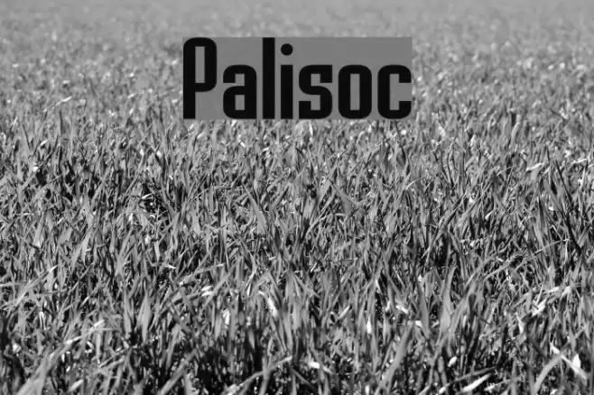 Palisoc フォント examples