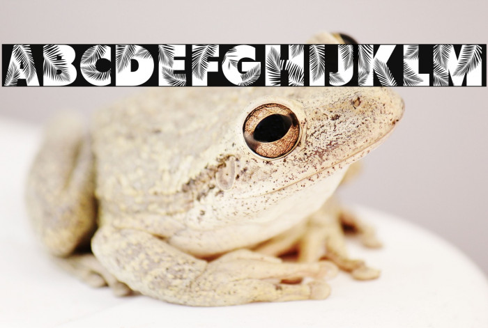 Palm Leaf Demo Regular Example 1