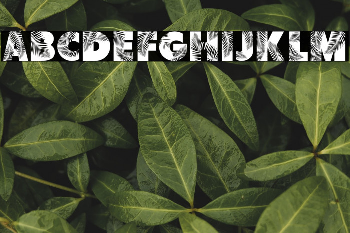 Palm Leaf Demo Regular Example 2