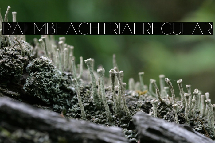PalmBeachTrialRegular Example 1