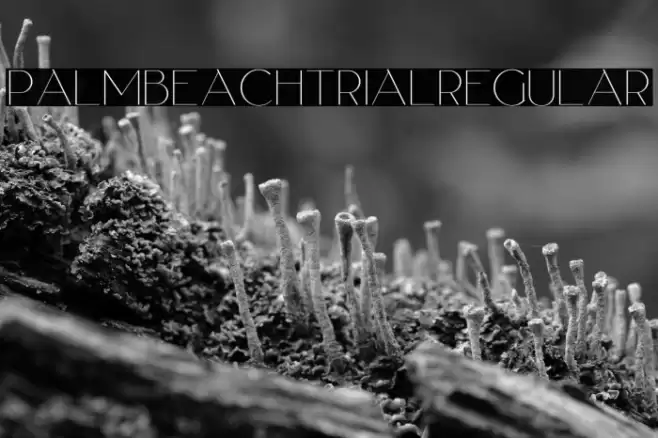 PalmBeachTrialRegular Font examples