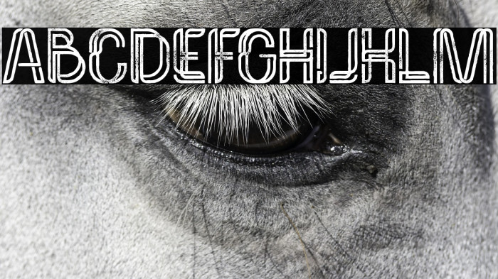 Palma Bold Grunge Example 2