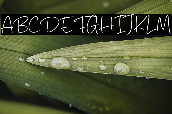 Palms Delight Fonte examples