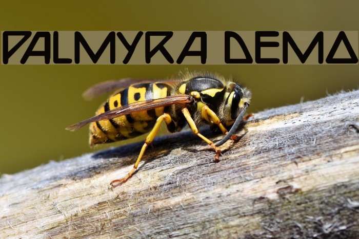 Palmyra Demo Font examples