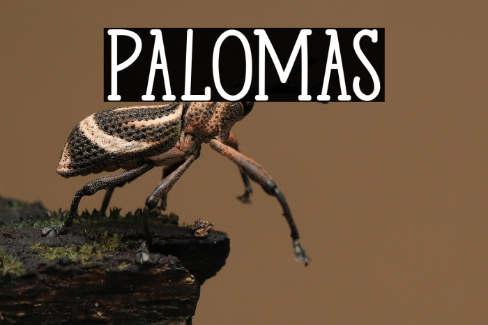 Palomas Example 3