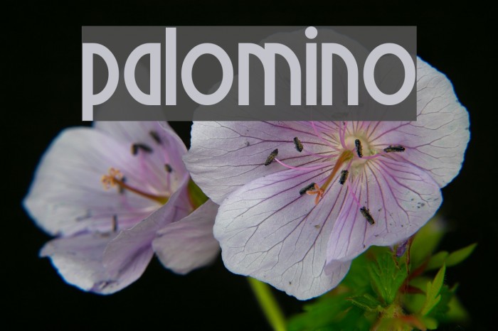 Palomino Schriftart examples