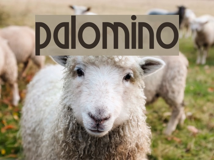 Palomino Schriftart examples
