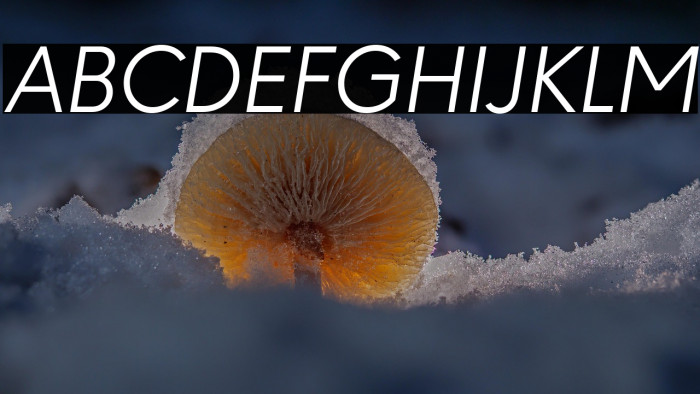 Paloseco Light Italic Example 3