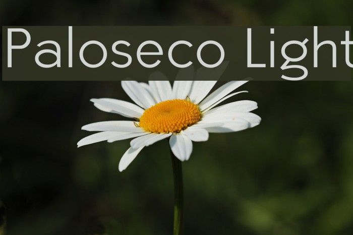 Paloseco Light Font examples