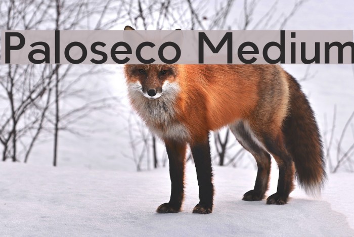 Paloseco Medium Font examples