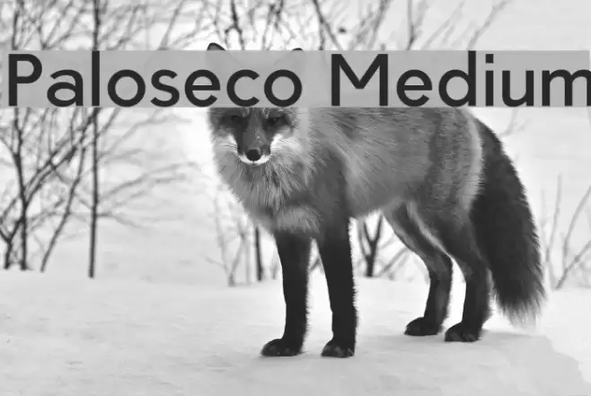 Paloseco Medium Font examples