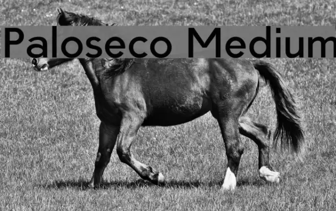 Paloseco Medium Font examples