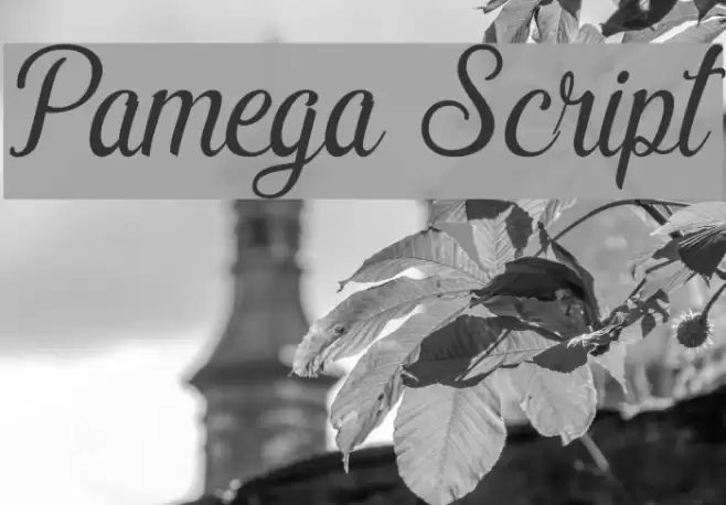 Pamega Script Font examples