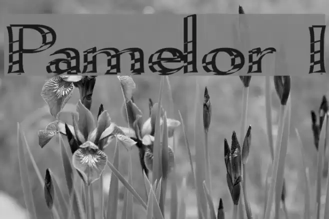 Pamelor I Font examples