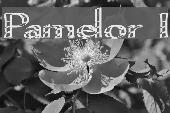 Pamelor I Font examples