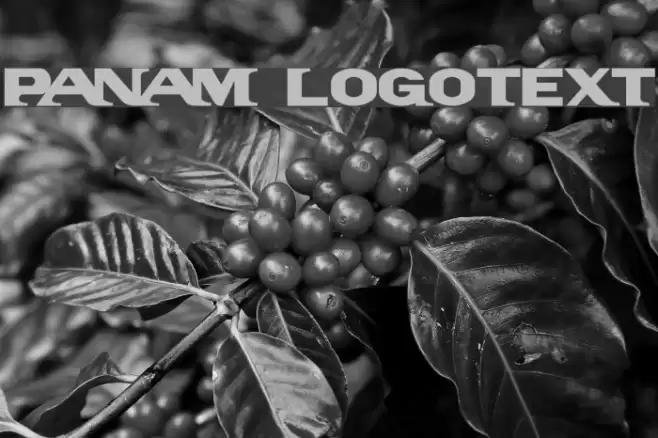 PanAm LogoText फ़ॉन्ट examples