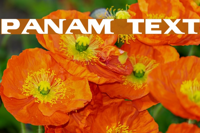 PanAm Text Font examples