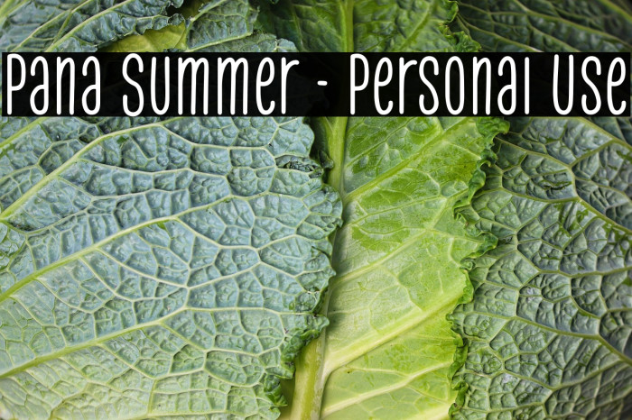 Pana Summer - Personal Use Example 3