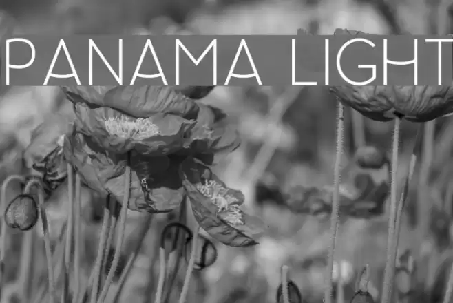 Panama Light Font examples